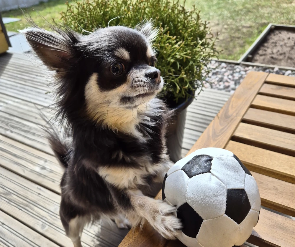 tahvo pihalla pallon kanssa